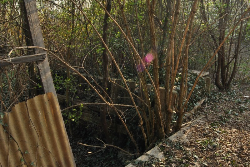 2015-03-19 volpago 10 foto Andrea Baldanello.JPG