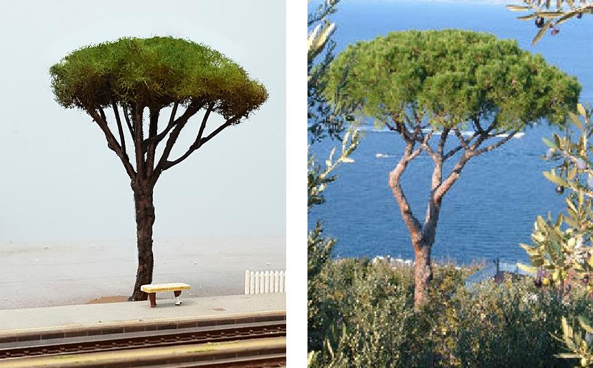 confronto pino marittimo.JPG