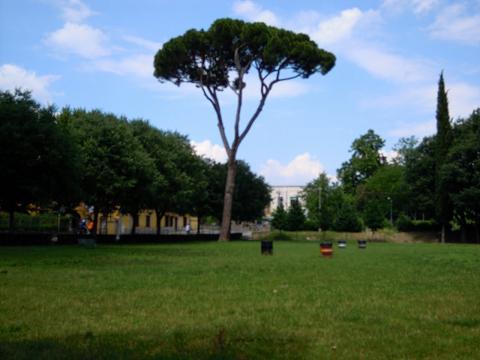 Pino marittimo alle Cascine.jpg
