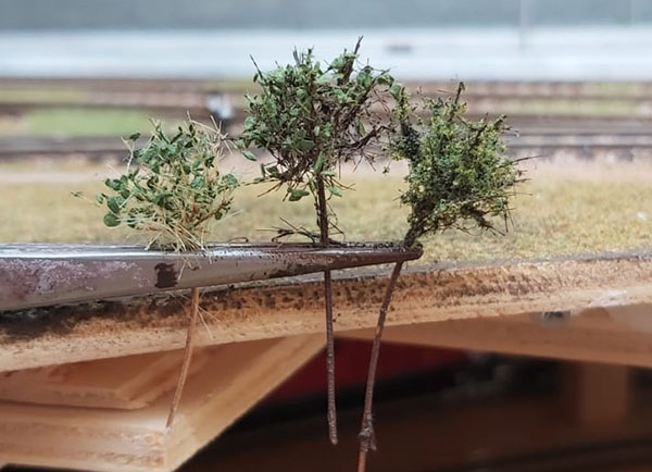 cespuglino semi-pronti.jpg