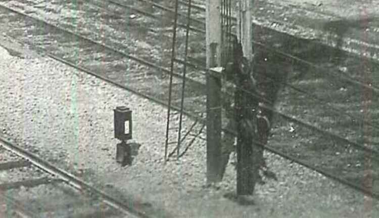 treviso marmotta.jpg