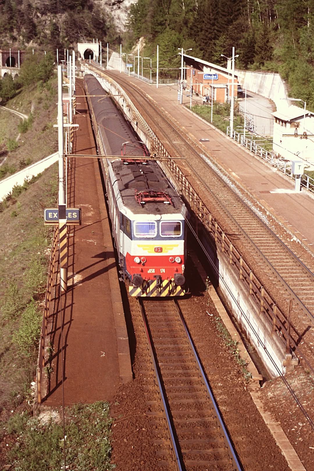caimano.jpg