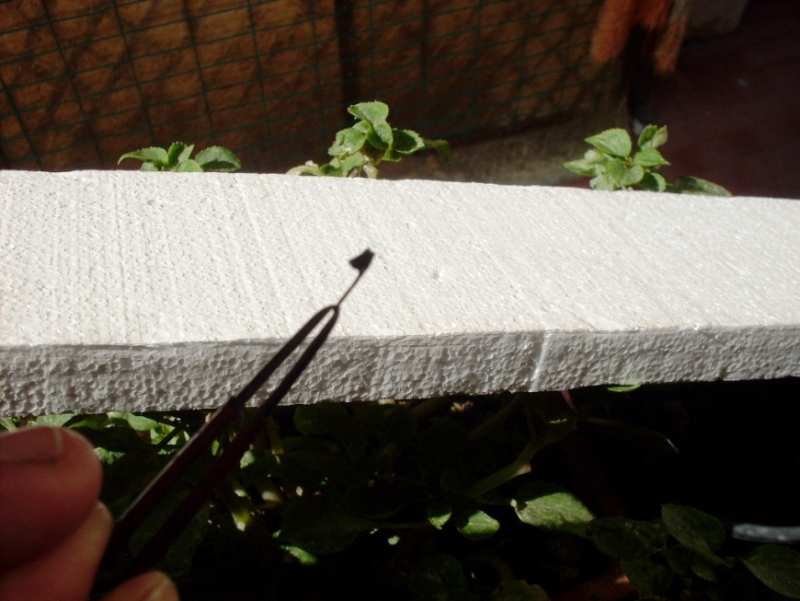 Copia di SDC10419.JPG