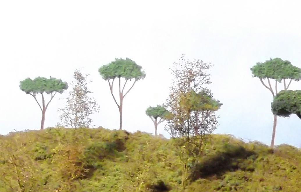 alberi.jpg